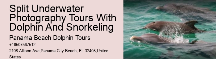 Dolphin Cruise And Snorkeling Adventure