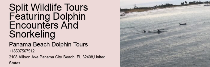 Can I Hug A Dolphin