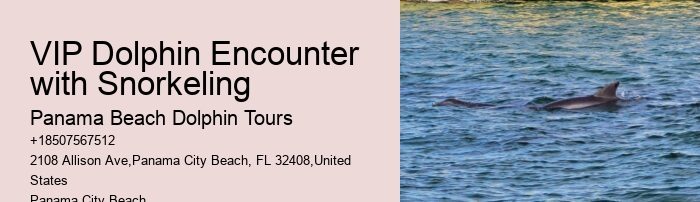 What Time Of Day Is Best For Dolphin Encounter