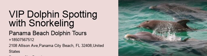 PCB Dolphin Watching Trips