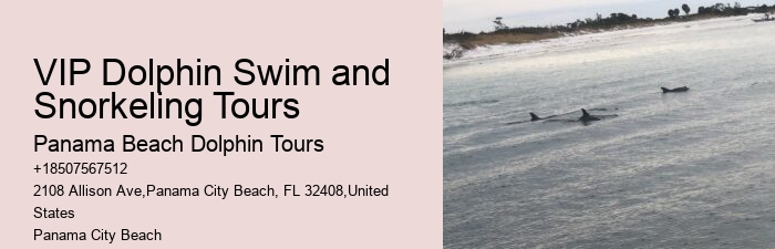 What is the best time of year to go on a dolphin tour in Panama City Beach