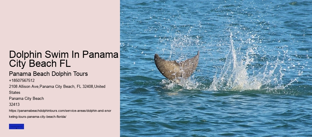 What Time Of Day Are Dolphins Out The Most