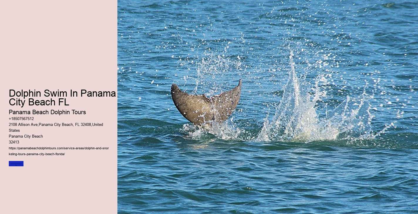 What Is The Best Time To See Dolphins From The Beach