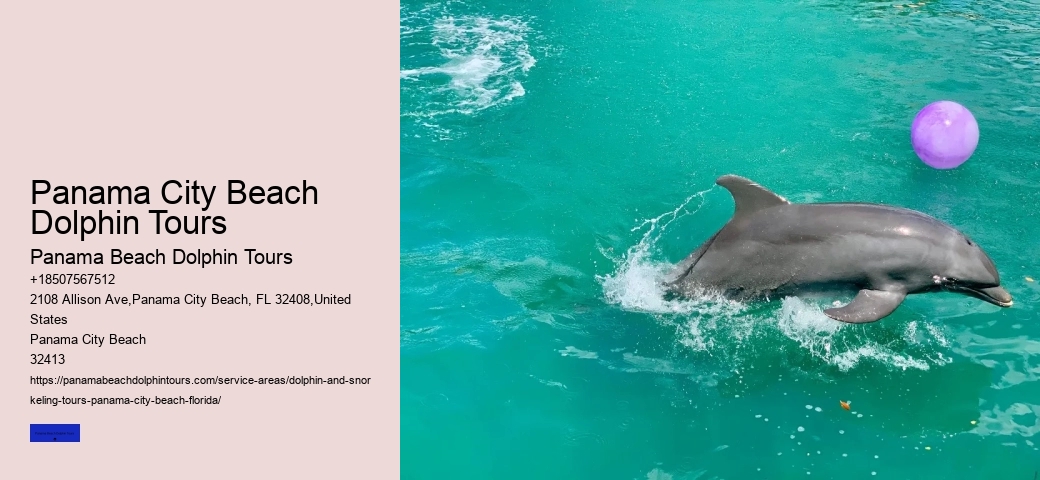 What Month Do Dolphins Have Babies