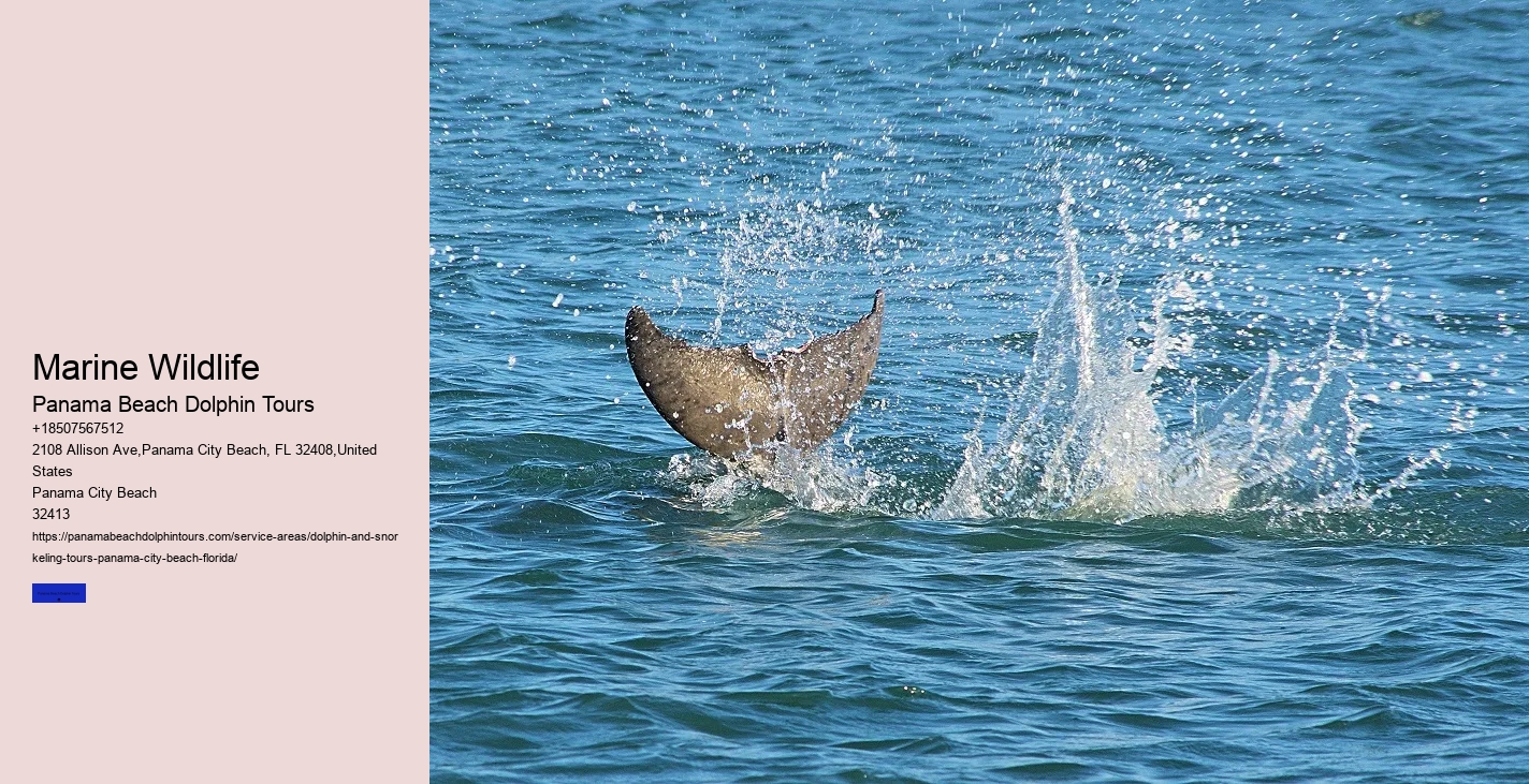 Panama City Beach Dolphin Tours & More