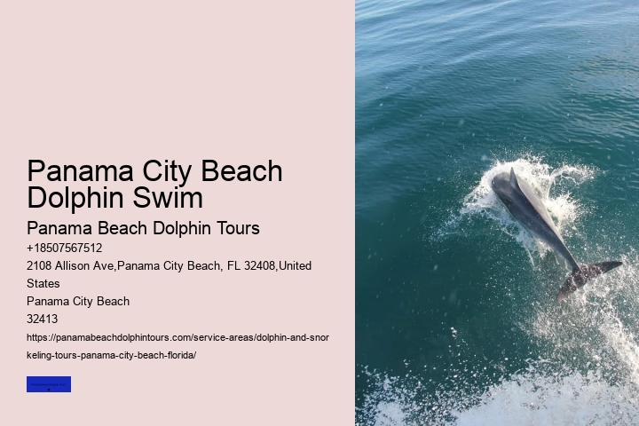 Swim With A Dolphin In Panama City Beach