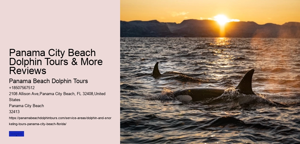 Wild Dolphin Tours Panama City Beach
