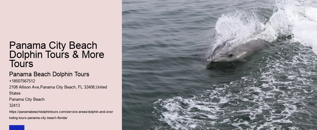 How Much Does It Cost To Swim With Dolphins In Florida