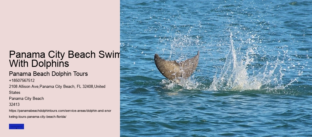 Find Out What Its Like To Swim With Dolphins