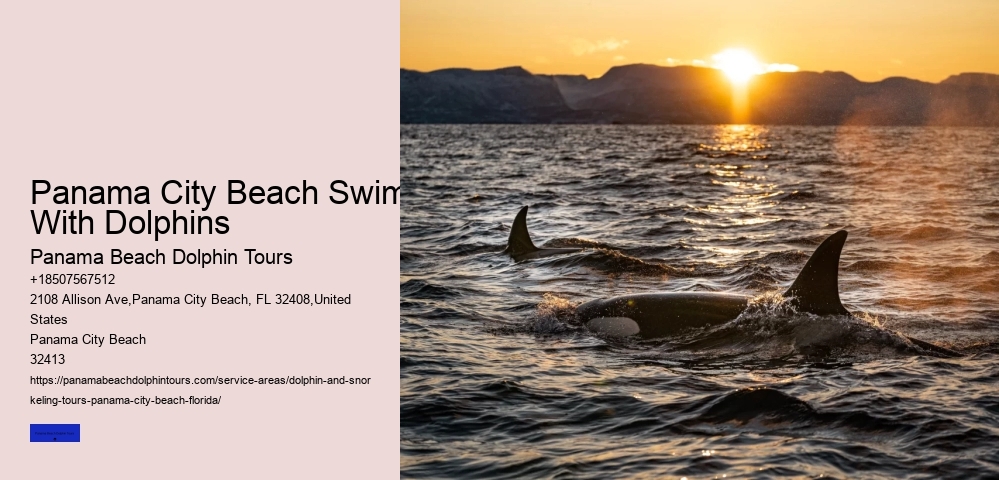 Best Place To See Dolphins In Florida