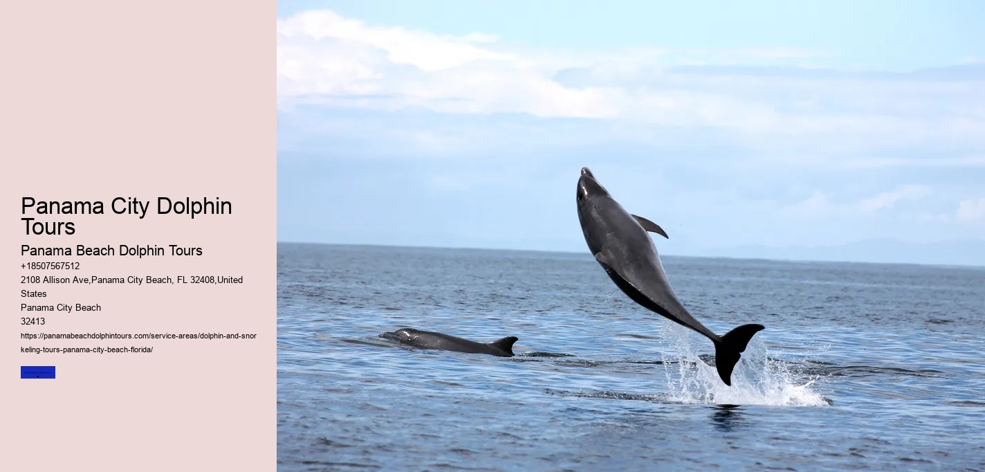Dolphin Watching And More In Panama City Beach