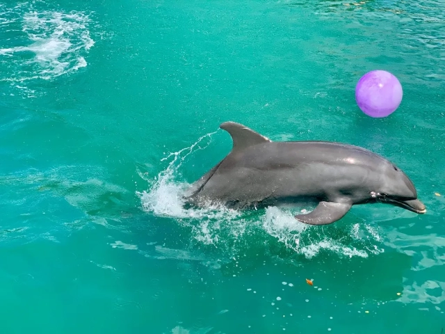 The Best Places In The World To See Wild Dolphins