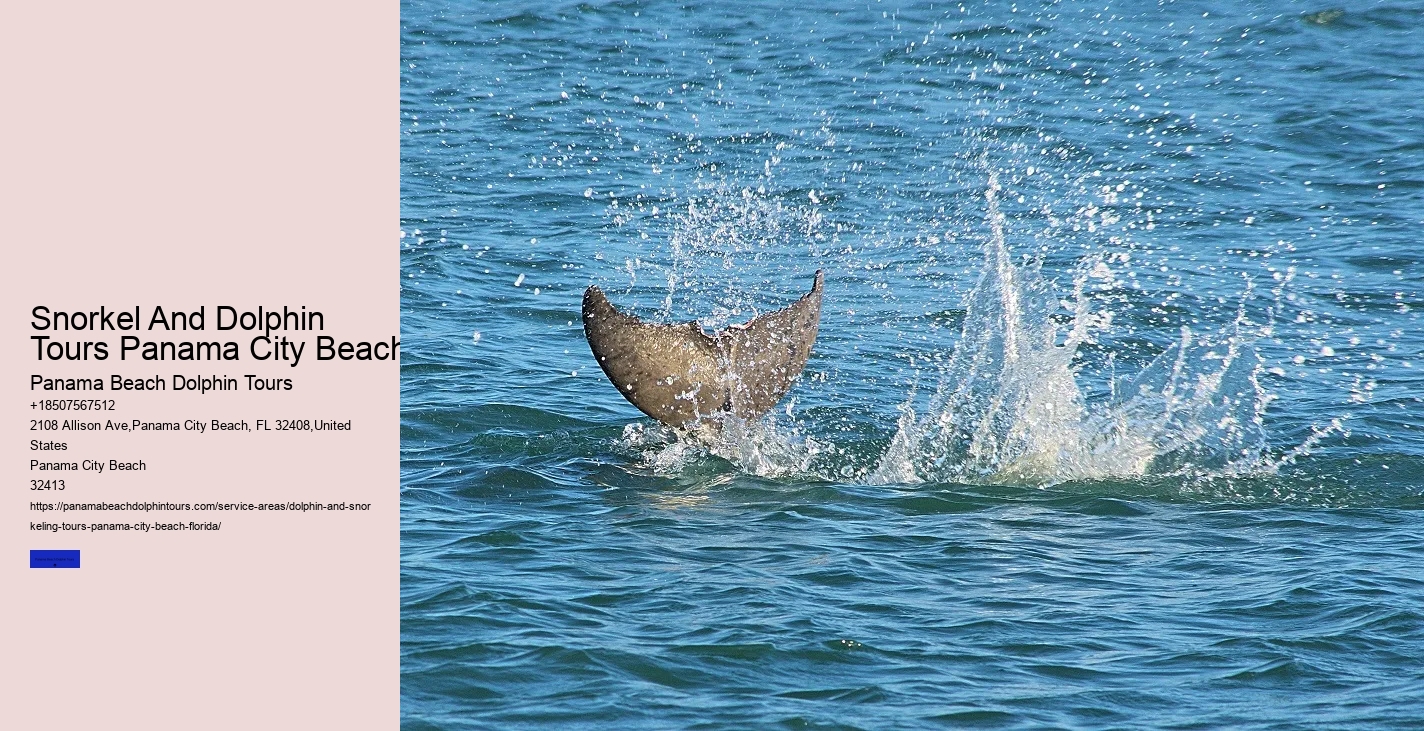 Swim With A Dolphin In Panama City Beach Florida
