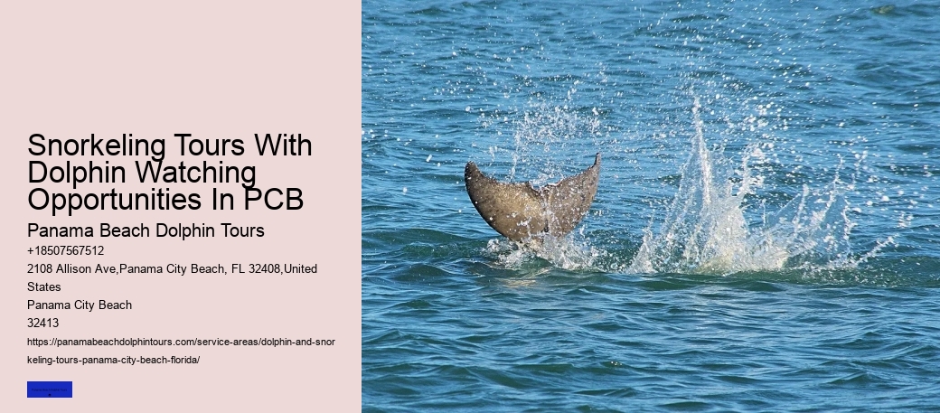 Snorkeling Tours With Dolphin Watching Opportunities In PCB